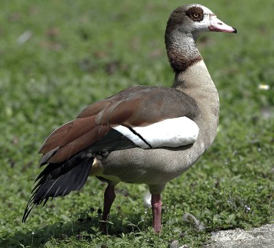 Oca egiziana (o del Nilo): Alopochen aegypticus. En.: Egyptian Goose