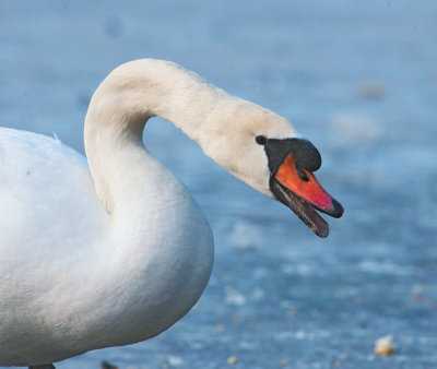 Cigno reale: Cygnus olor. En.: Mute Swan 