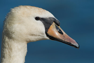 Cigno reale: Cygnus olor. En.: Mute Swan