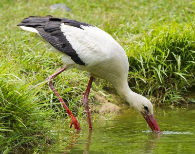Cicogna bianca: Ciconia ciconia. En.: White Stork