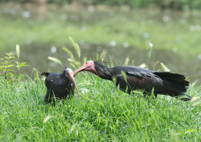 Ibis calvo: Geronticus calvus. En.: Southern Bald Ibis