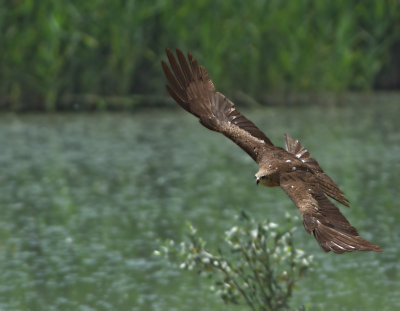 Nibbio bruno: Milvus migrans. En.: Black Kite