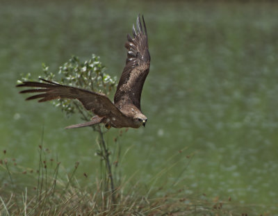 Nibbio bruno: Milvus migrans. En.: Black Kite