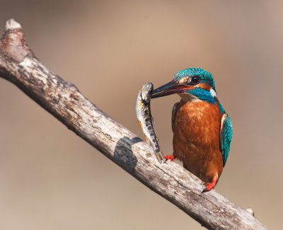 Martin Pescatore: Alcedo atthis. En.: Common Kingfisher