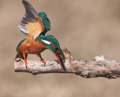 Martin Pescatore: Alcedo atthis. En.: Common Kingfisher