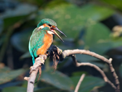 Martin Pescatore: Alcedo atthis. En.: Common Kingfisher