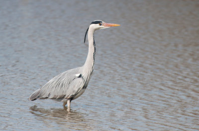 Airone cenerino: Ardea cinerea. En.: Grey heron