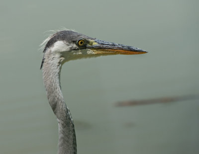 Airone cenerino: Ardea cinerea. En.: Grey heron