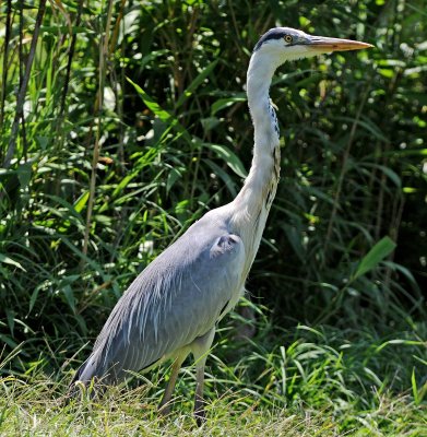 Airone cenerino: Ardea cinerea. En.: Grey heron