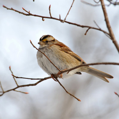 Passero golabianca: Zonotrichia albicollis. E.: White-throated Sparrow - juvenile -