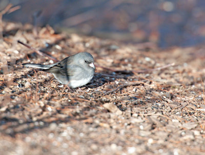 Junco occhiscuri: Junco hyemali. En: Dark-eyed Junko