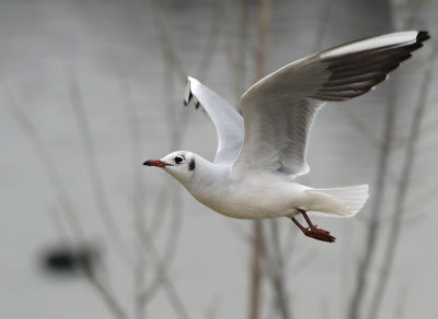 Seagul on the Ticino River