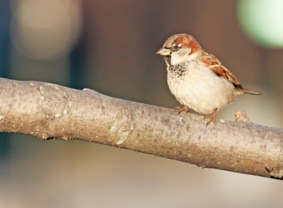 Passera europea: Passer domesticus. En.: House Sparrow