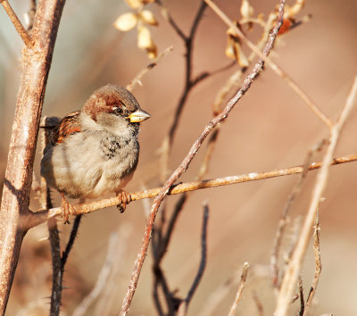 Passera europea: Passer domesticus. En.: House Sparrow