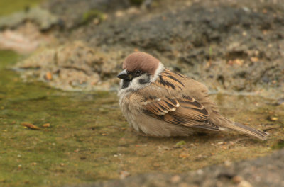 Passero mattugio: Passer montanus. En.: Eurasian Tree Sparrow