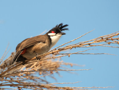 Red-wiskered Balbul