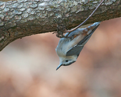 Picchio muratore pettobianco: Sitta carolinensis. En.: White-breasted Nuthatch