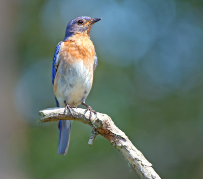 Azzurrino orientale: Sialia sialis. En.: Eastern Bluebird
