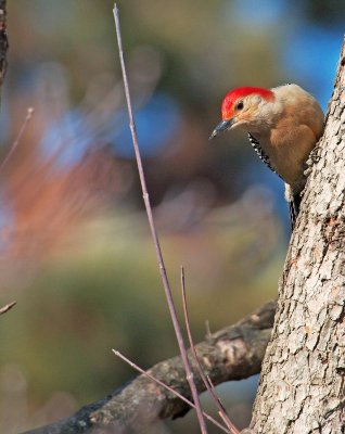 Picchio della Carolina: Melanerpes carolinus. E.: Red-bellied Woodpecker