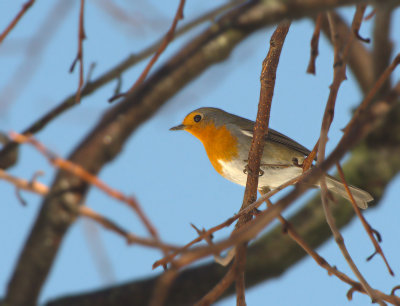 Pettirosso: Erithacus rubecola. En.: Robin