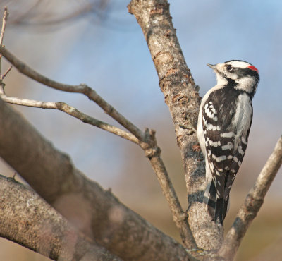 Picchio vellutato: Picoides pubescens. En.: Downy Woodpecker