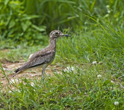 Eurasian Stone-curlew