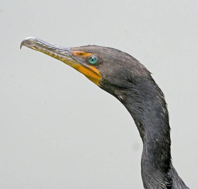Cormorano: Phalacrocorax carbo sinensis. En.: Great Cormorant