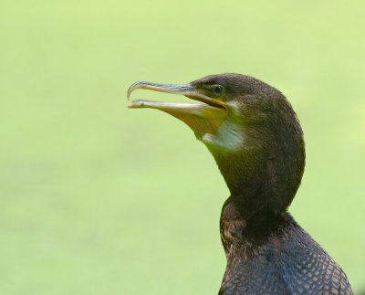 Cormorano: Phalacrocorax carbo sinensis. En.: Great Cormorant