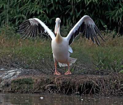 Pellicano: Pelecanus onocrotalus. En.: White Pelican