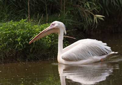 Pellicano: Pelecanus onocrotalus. En.: White Pelican