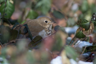 Tordo eremita: Catharus guttatus. En.: Hermit Thrush