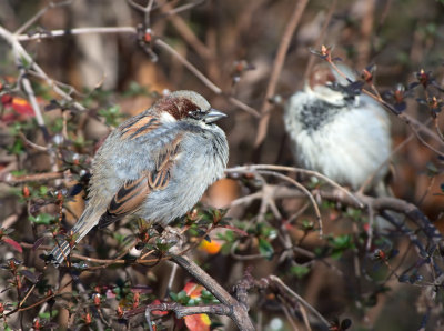 Passera europea: Passer domesticus. En.: House Sparrow