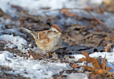 American Tree Sparrow