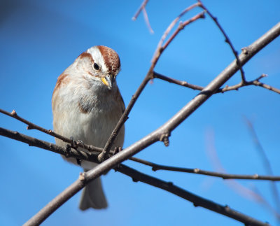 Passero arboricolo: Spizella arborea. En.: American Tree Sparrow