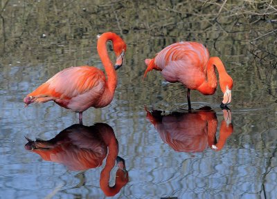 Fenicottero: Phoenicopterus ruber. En.: Greater Flamingo