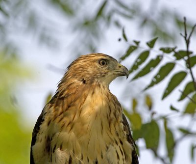 Poiana della Giamaica: Buteo jamaicensis. E.: Red-tailed Hawk