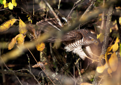 Sparviere: Accipiter nisus nisus. En.: Eurasian Sparrowhawk