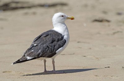 Mugnaiaccio: Larus marinus. En.: Great Black-backed Gull - adult -