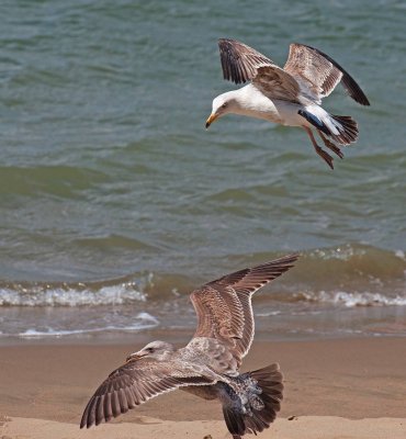 Gabbiano occidentale: Larus occidentalis. En.: Western Gull - 1st winter & 2nd winter-