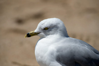 Gabbiano di Delaware: Larus delawarensis. En.: Ring-billed Gull -adult summer-