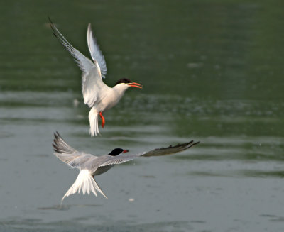 Sterna comune: Sterna hirundo. En.: Common tern