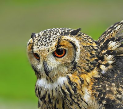 Gufo reale indiano: Bubo bengalensis. En.: Indian Eagle-Owl