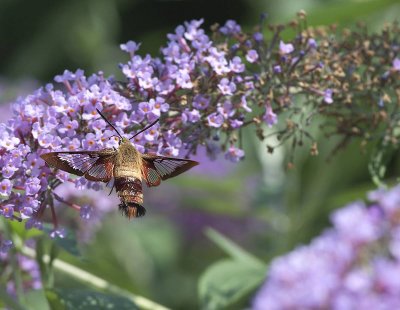 Sfinge del galio: macroglossum stellatarum. En.: Hummingbird Moth