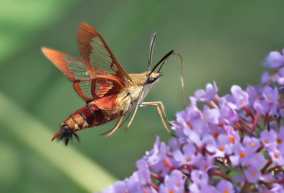 Sfinge del galio: macroglossum stellatarum. En.: Hummingbird Moth