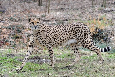 Giaguaro: Acinonyx jubatus. En.: Cheetah