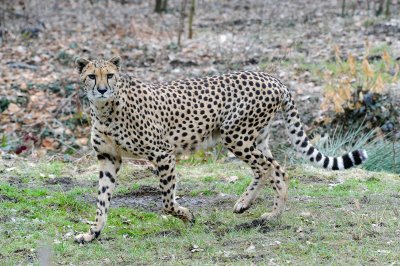 Giaguaro: Acinonyx jubatus. En.: Cheetah