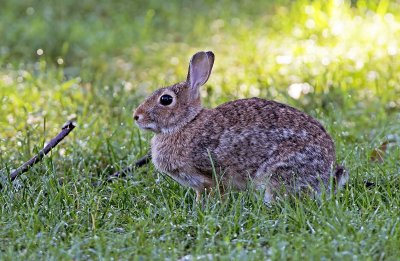 Coniglio selvatico: Oryctolagus cuniculus. En.: European Rabbit