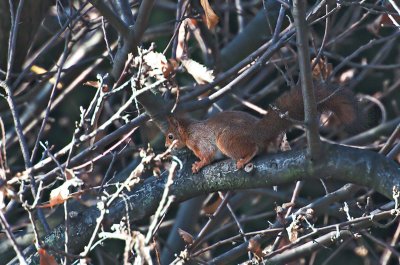 Scoiattolo rosso: Sciurus vulgaris. En.: Eurasian Red Squirrel