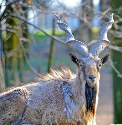 CApra Markhor: Capra falconeri. En.: Markhor