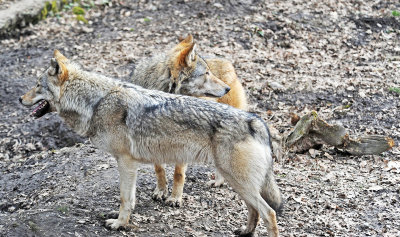 Lupo: Canis lupus italicus. En.: Italian Wolf